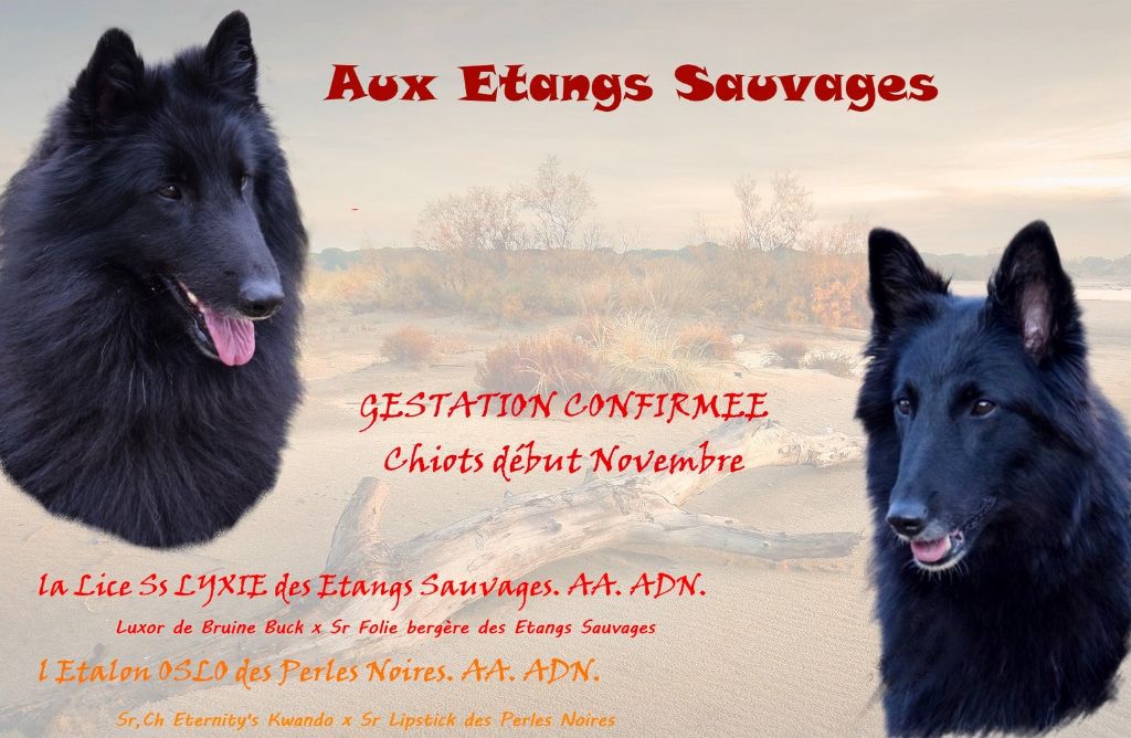 des étangs sauvages - Chiots disponibles