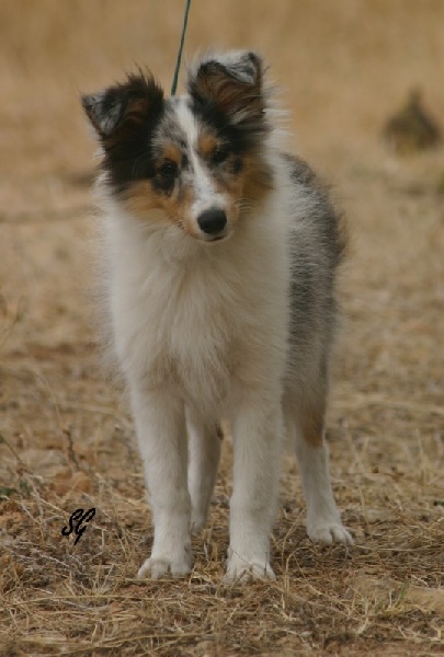 Chelsea blue of Wind River