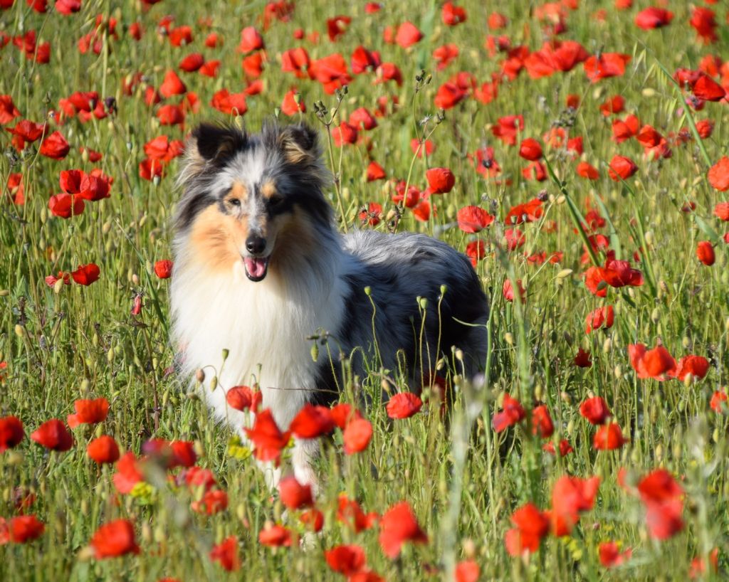 Noble lady di des mille eclats de touenesol