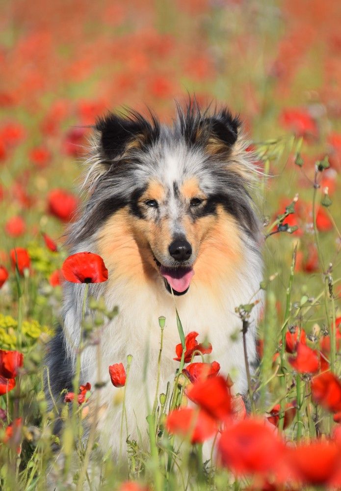 des étangs sauvages - Shetland Sheepdog - Portée née le 08/01/2020