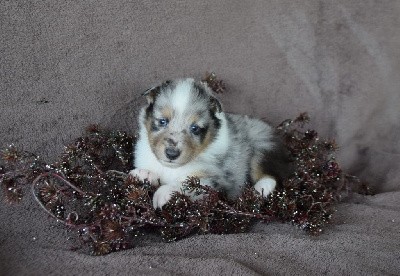 CHIOT 1 bleu merle