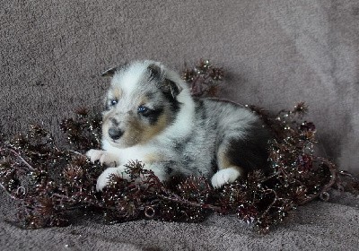 CHIOT 1 bleu merle