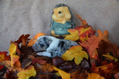 CHIOT 1 bleu merle