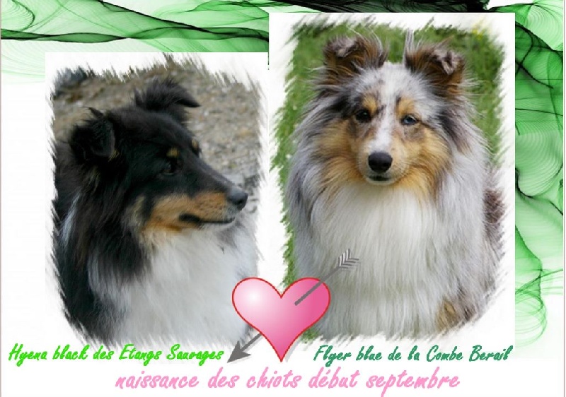 des étangs sauvages - Shetland Sheepdog - Portée née le 05/09/2016