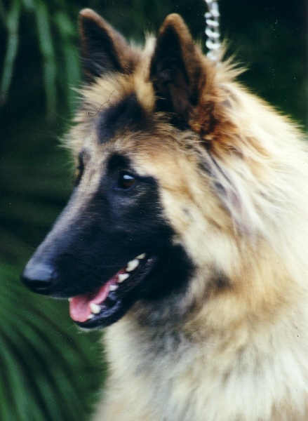 Obade des étangs sauvages