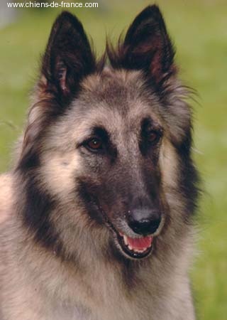 Orca des étangs sauvages