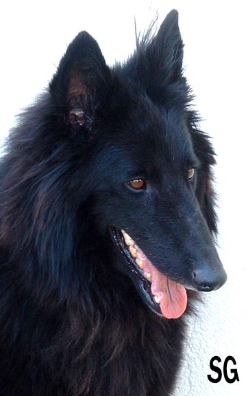 Virgule des perles noires