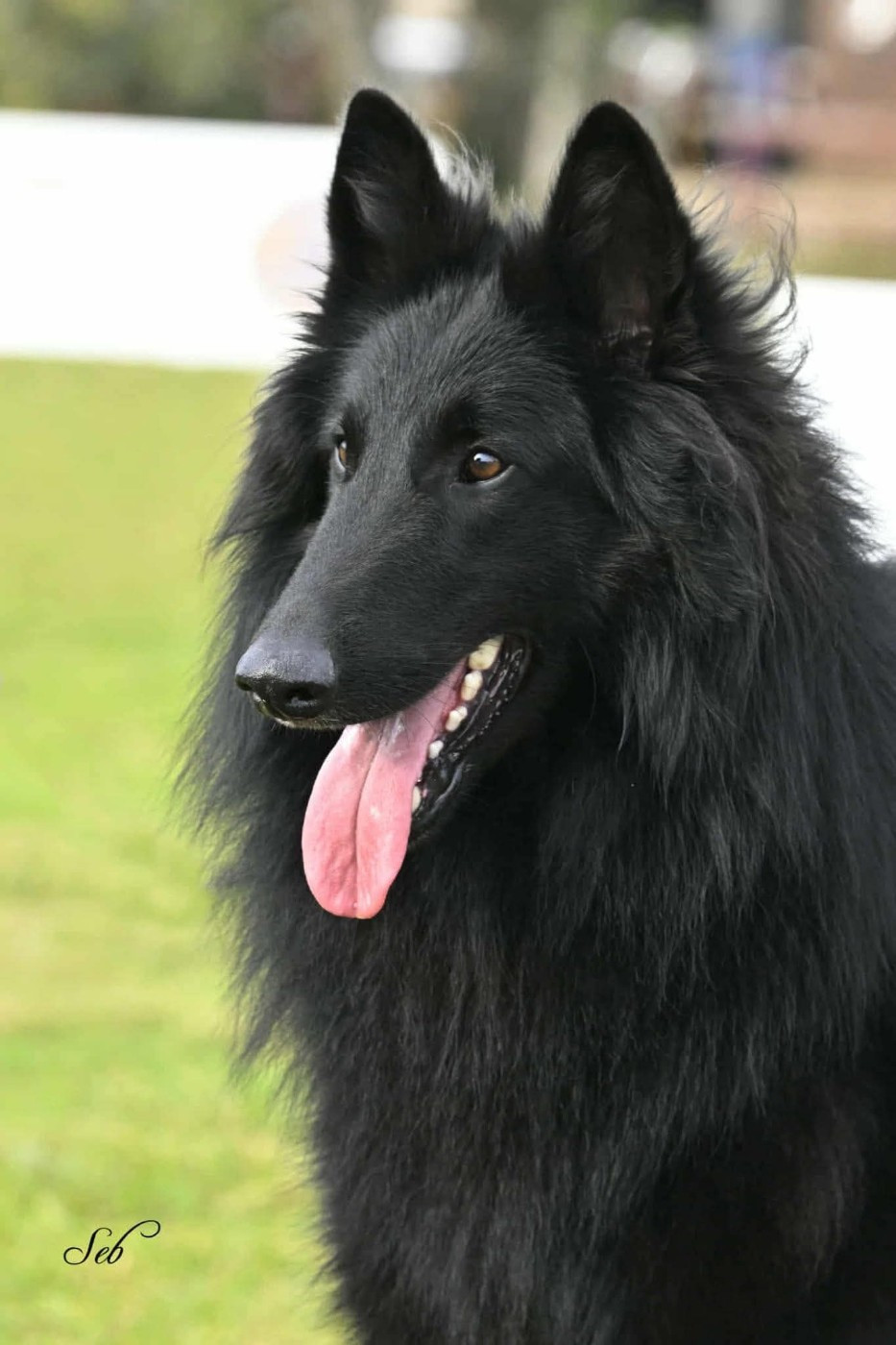 Vencedor des perles noires