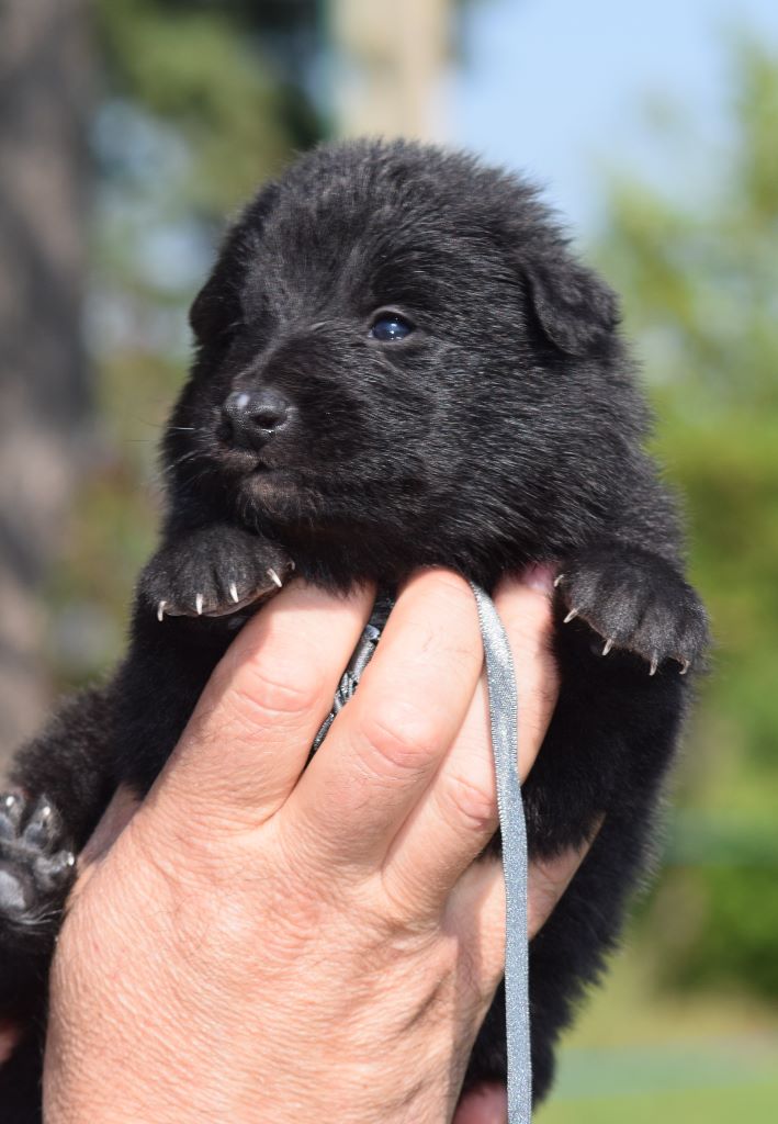 des étangs sauvages - photos des bébés misent en ligne