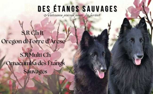 Gestation Confirmée pour Sr Ch Fr Omacumba des Etangs Sauvages