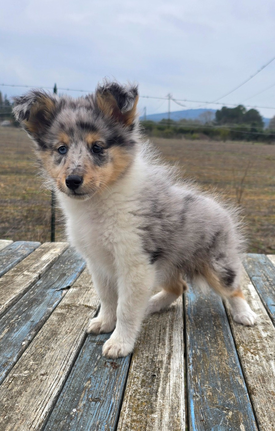 Aquarel, shetland femelle disponible