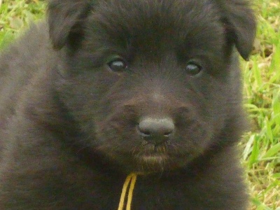 des étangs sauvages - diaporama des chiots de Carla âgés de 1 mois