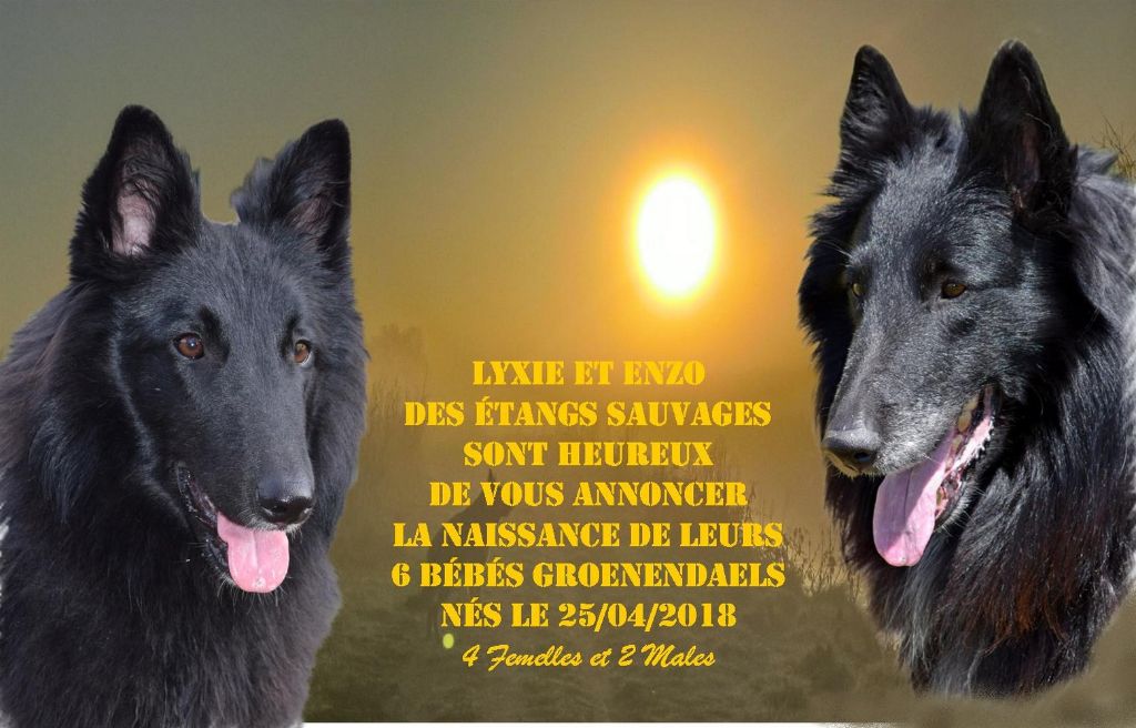 des étangs sauvages - Naissances des chiots de Lyxie