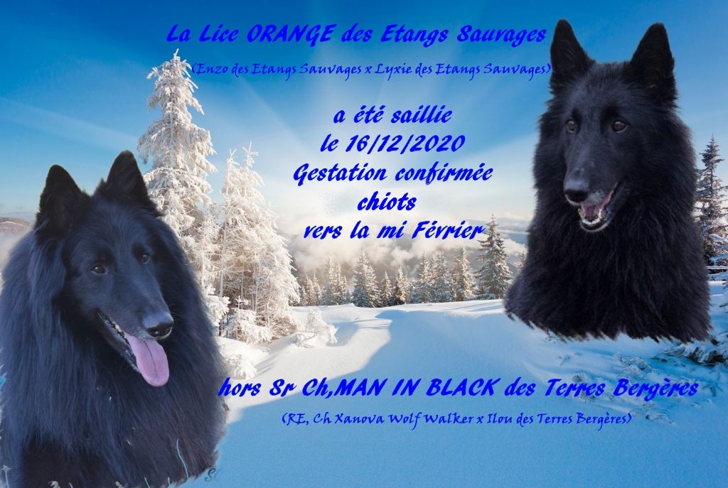 des étangs sauvages - ORANGE à mis bas le 13/02/21