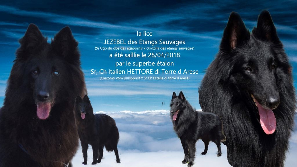 des étangs sauvages - Saillie pour Jezebel