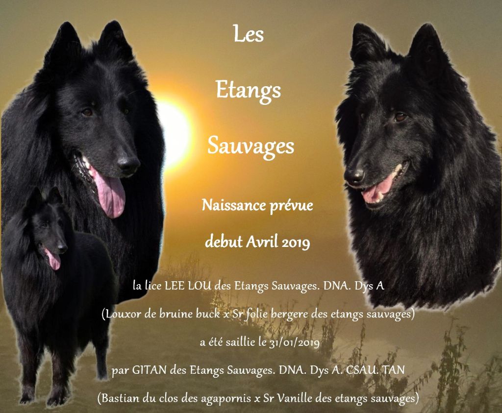 des étangs sauvages - Nouvelle d Elevage