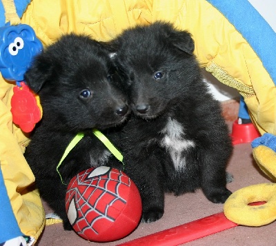 des étangs sauvages - photos des chiots a 40 jours