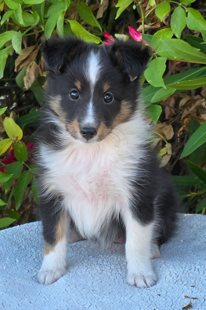 des étangs sauvages - Chiots disponibles - Shetland Sheepdog