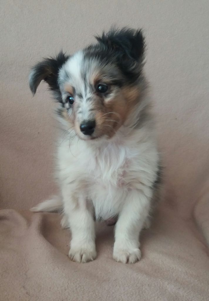 des étangs sauvages - Shetland Sheepdog - Portée née le 06/09/2017