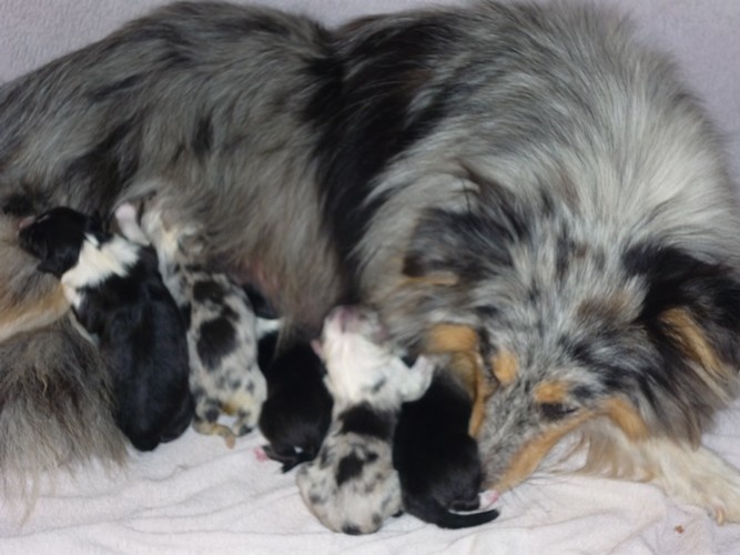 Chiot Shetland Sheepdog des étangs sauvages