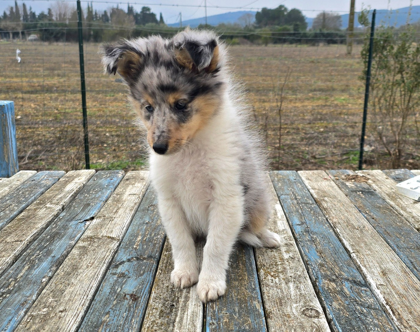 des étangs sauvages - Chiots disponibles - Shetland Sheepdog