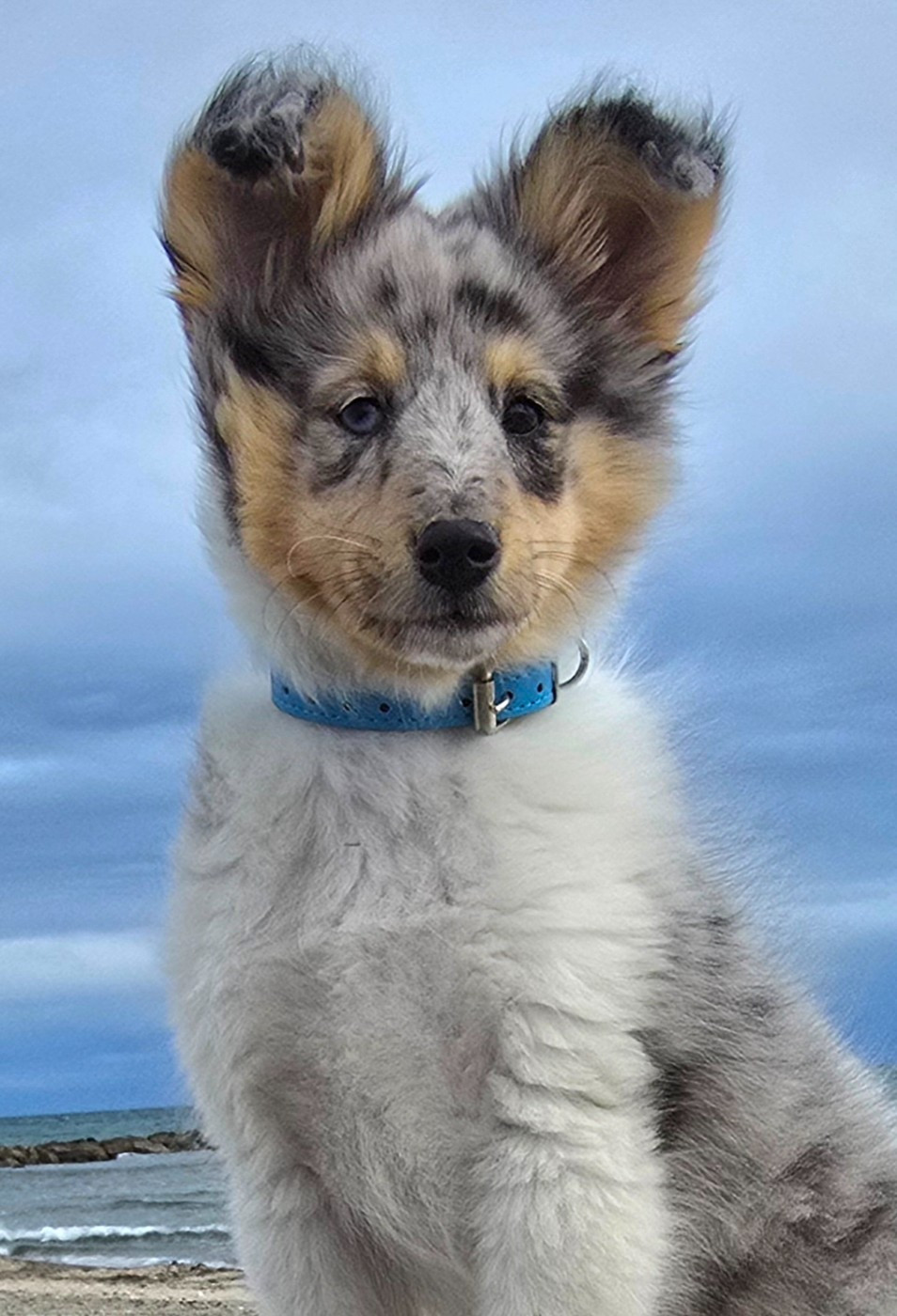 des étangs sauvages - Chiots disponibles - Shetland Sheepdog