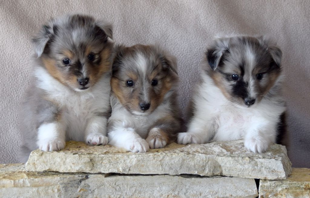 des étangs sauvages - Shetland Sheepdog - Portée née le 26/08/2018