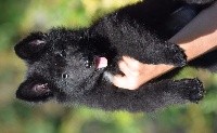 CHIOT ruban noir