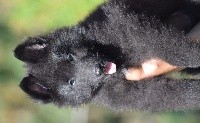 CHIOT ruban bleu