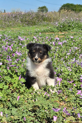 CHIOT