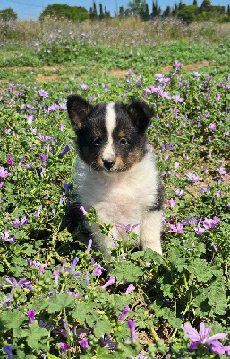 CHIOT