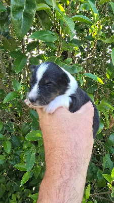 CHIOT