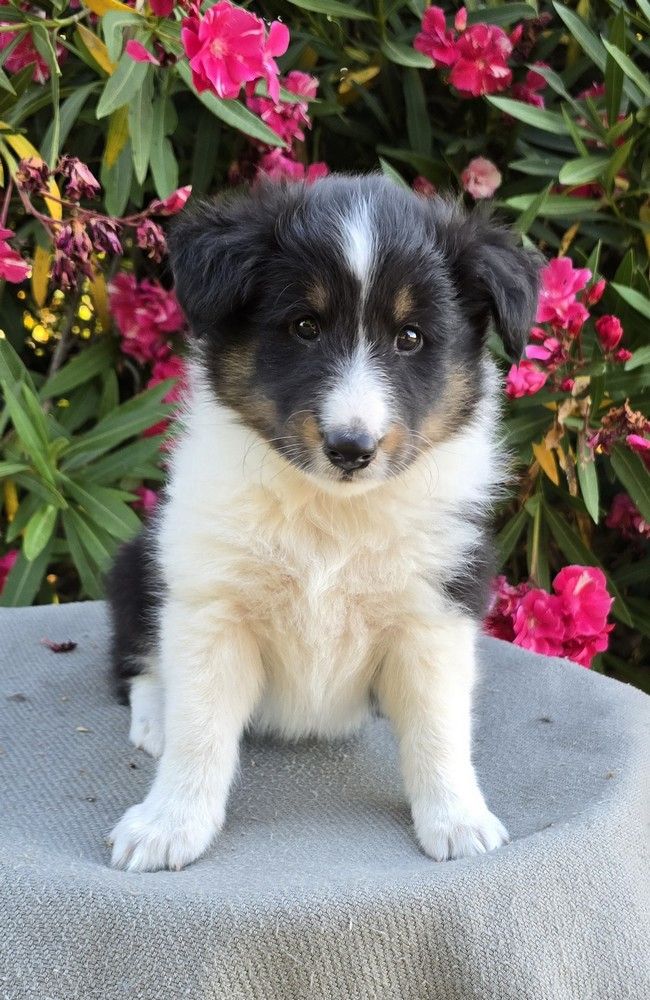des étangs sauvages - Chiots disponibles - Shetland Sheepdog