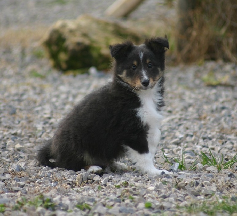 des étangs sauvages - Shetland Sheepdog - Portée née le 09/11/2008