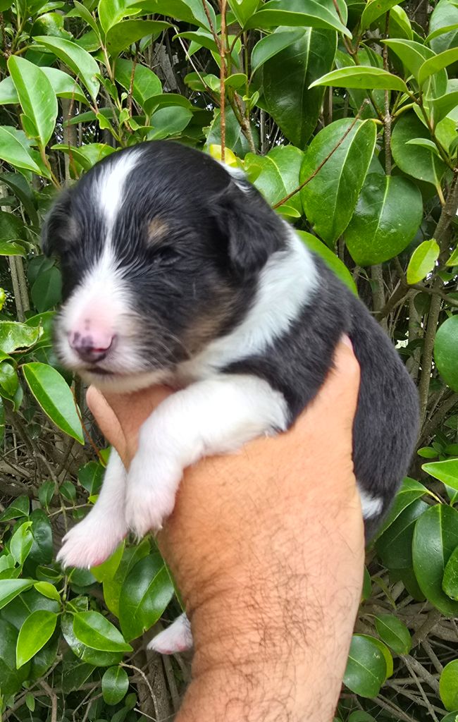 des étangs sauvages - Chiots disponibles - Shetland Sheepdog