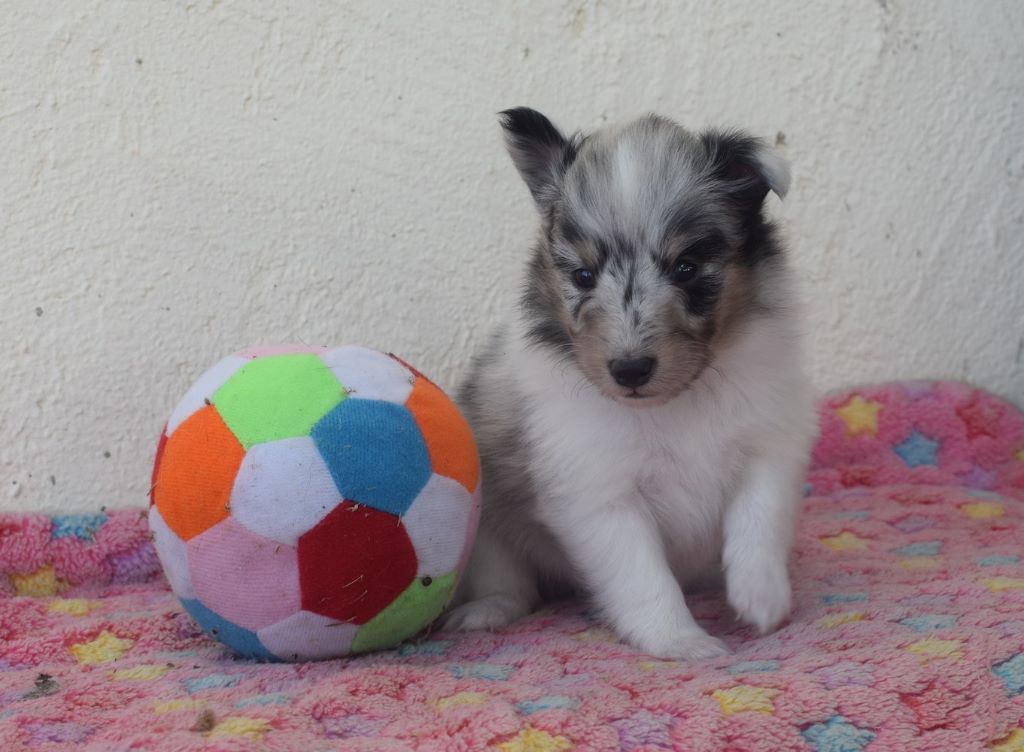 des étangs sauvages - Shetland Sheepdog - Portée née le 06/09/2017