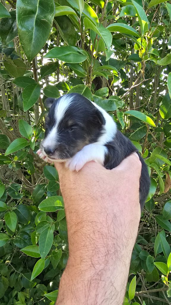 des étangs sauvages - Chiots disponibles - Shetland Sheepdog