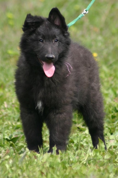 des étangs sauvages - Berger Belge - Portée née le 08/01/2007