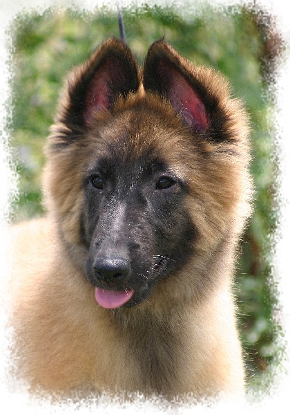 des étangs sauvages - Berger Belge - Portée née le 23/04/2008