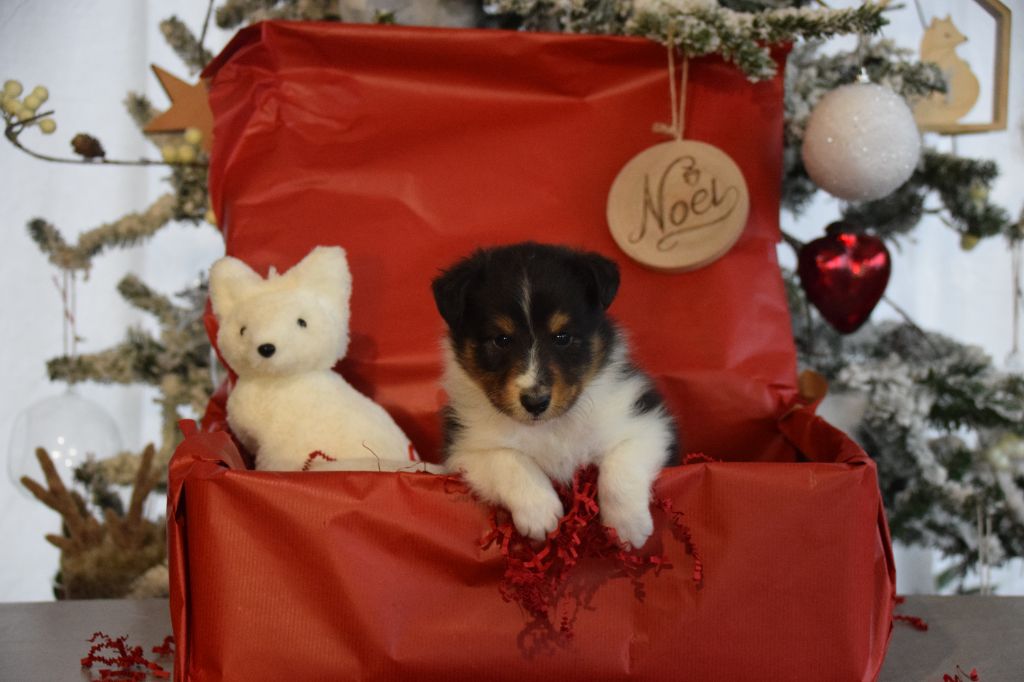 des étangs sauvages - Shetland Sheepdog - Portée née le 18/11/2022