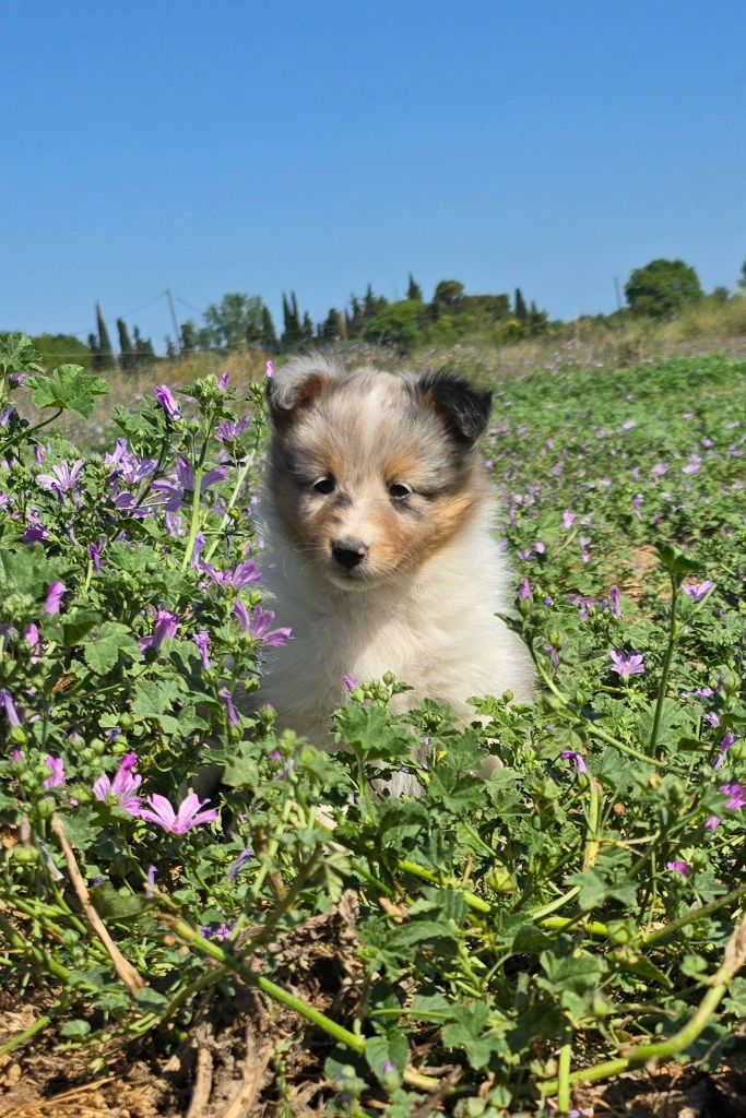 des étangs sauvages - Shetland Sheepdog - Portée née le 01/05/2025